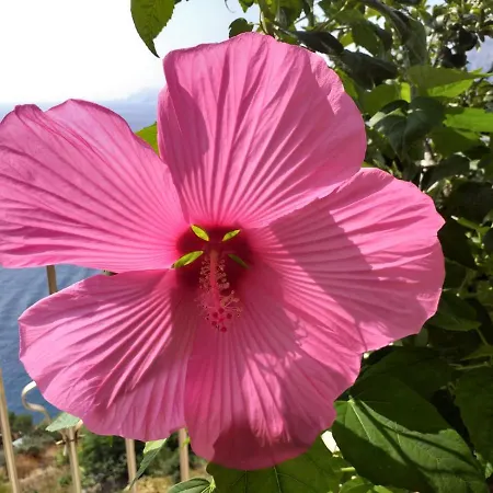 Casa La Lampara 公寓 普莱亚诺